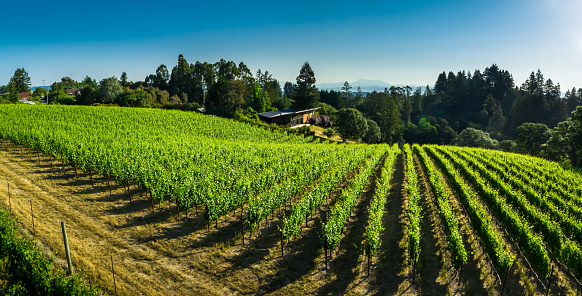 Aerial shot of lush green vineyards in Northern California wine country.